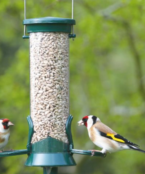 The Bird Feeder